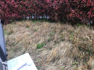 芝刈り前　植木刈り込み前