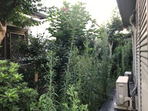 町田市南成瀬草刈り枝落とし現場作業前