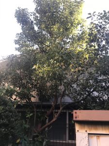 植木伐採物置解体前横浜現場