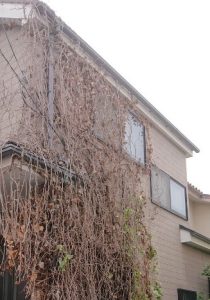 ツタ撤去前町田市現場