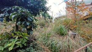 草刈り草伐採前