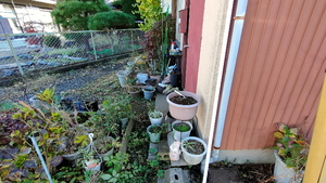 植木鉢プランター庭の片付け