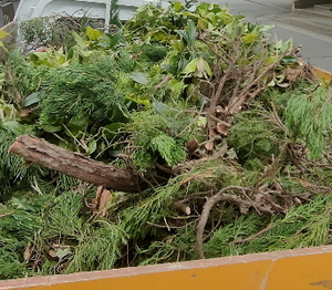 植木ゴミ積み込み